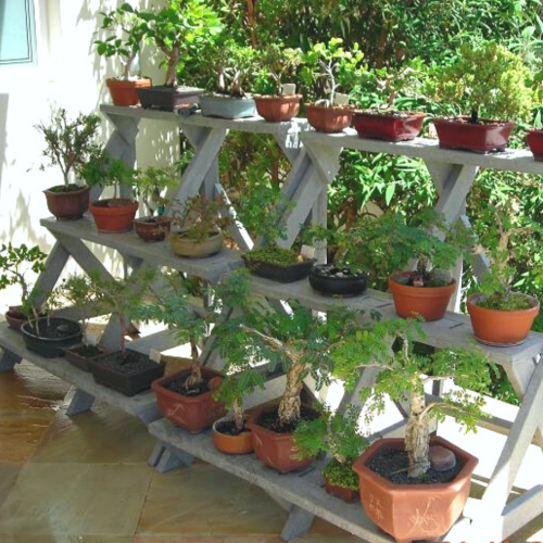 Bonsai / Plant stand 1000L X 1000H 3 shelf